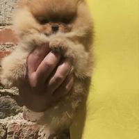 Volpino di Pomerania nano toy con PEDIGREE ENCI
