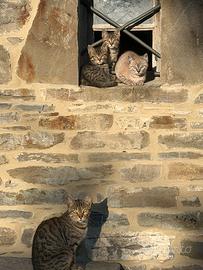 Gattini