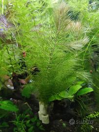 piante e pesci per acquario d'acqua dolce