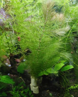 piante e pesci per acquario d'acqua dolce
