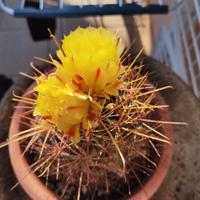Pianta grassa cactus