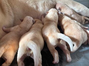 Cuccioli Labrador biondi con pedigree