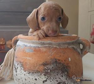 Cuccioli di bassotti isabella e rossi