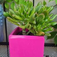 Crassula ovata 'Hobbit'