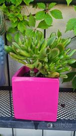 Crassula ovata 'Hobbit'