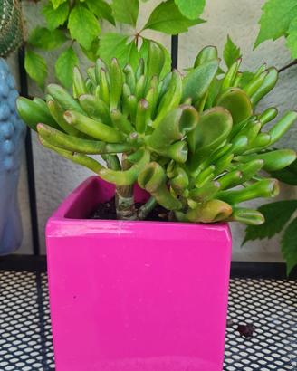 Crassula ovata 'Hobbit'