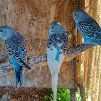 Cocorite allevati a mano