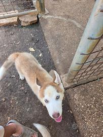 siberian husky 