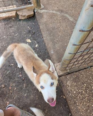 siberian husky 