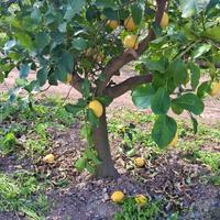 alberi limone 🍋