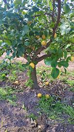 alberi limone 🍋