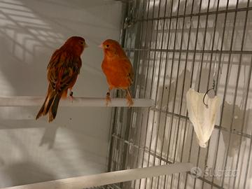 Canarini Agata Rossi Coppia