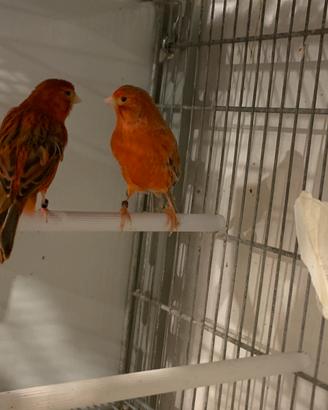 Canarini Agata Rossi Coppia