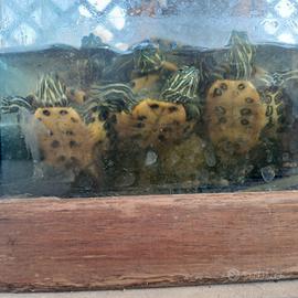 tartarughe d'acqua dolce