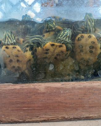 tartarughe d'acqua dolce