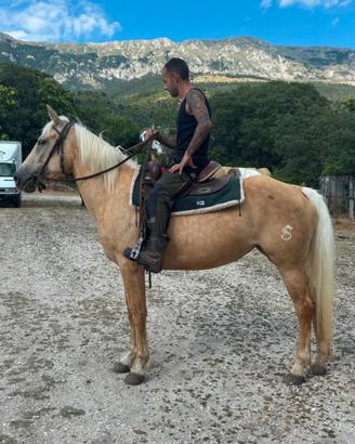 Cavalla Palomina