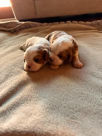 Femmine Cavalier King