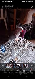 parrochetto dal collare