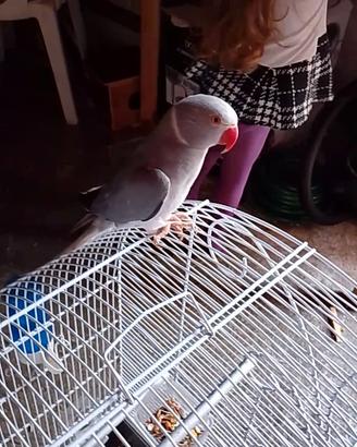 parrochetto dal collare