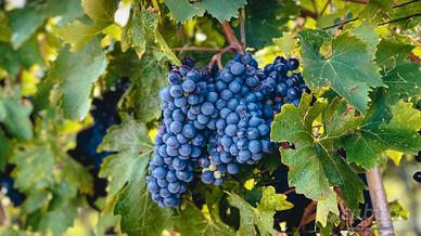 Uva sangiovese