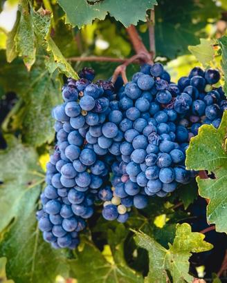 Uva sangiovese