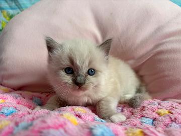 Ragdoll