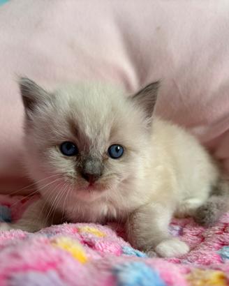 Ragdoll
