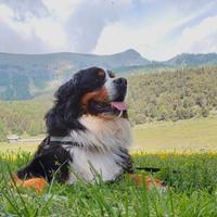 Bovaro del Bernese per accoppiamento
