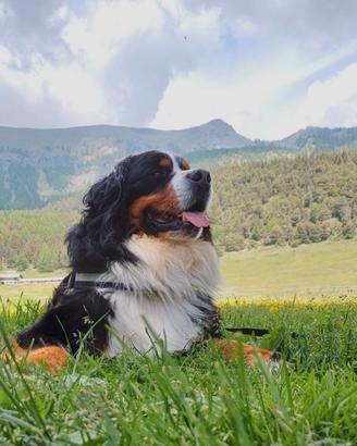 Bovaro del Bernese per accoppiamento