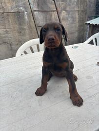 Doberman