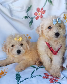 Maltipoo cuccioli