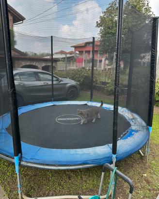 Trampolino elastico Ø305 cm con rete di sicurezza