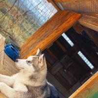 Siberian Husky