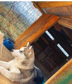 Siberian Husky