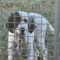 Cuccioli setter inglese