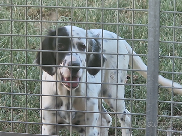 Cuccioli setter inglese