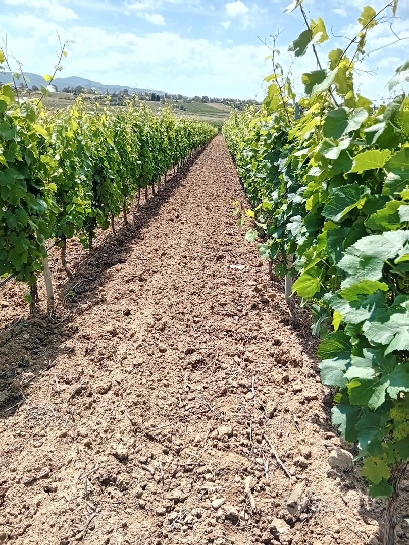 Lotti agricoli parzialmente coltivati a vigneto - Vista 2