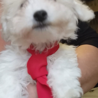 Bichon frise maschio