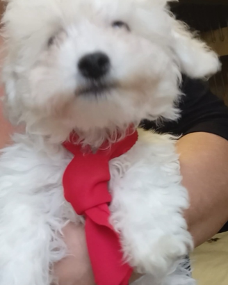 Bichon frise maschio