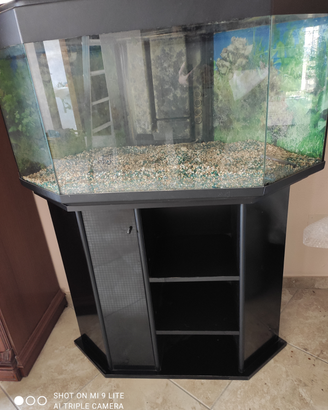 Acquario