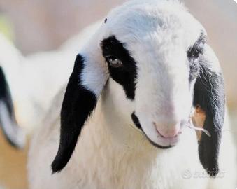 Agnello val di funes