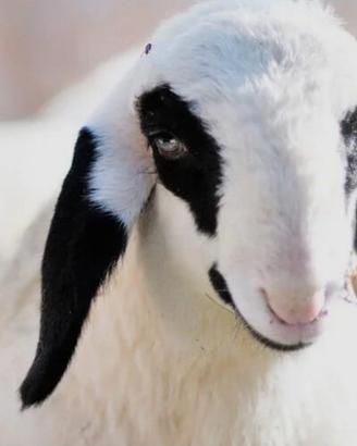 Agnello val di funes