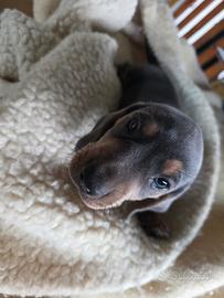 Cuccioli di Bassotto nano