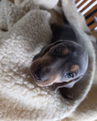 Cuccioli di Bassotto nano