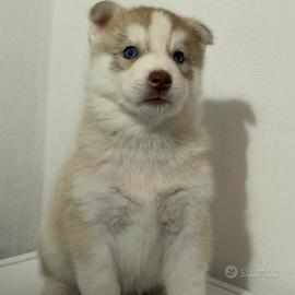 Cuccioli di Siberian Husky