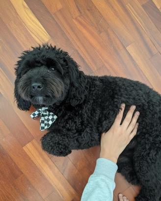 Cucciolo barboncino