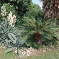 Manutenzione giardino 