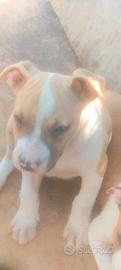 Cuccioli Amstaff