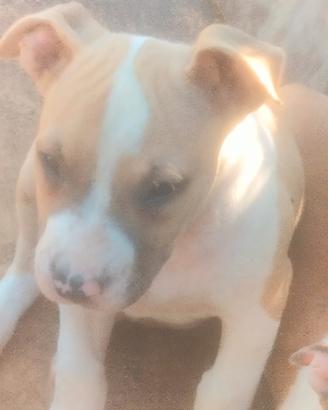 Cuccioli Amstaff
