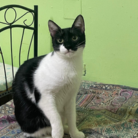 Moreno gatto bianconero di 9 mesi